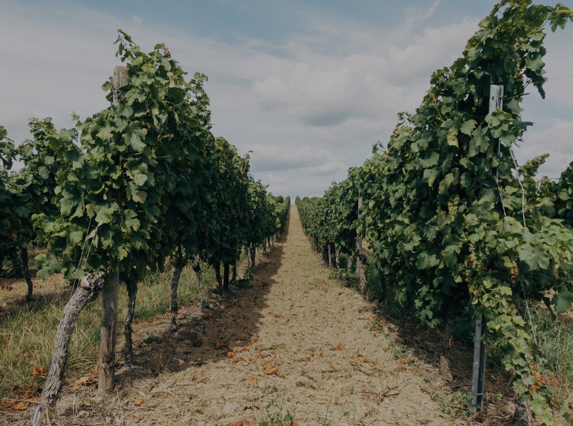 Rows of vineyard in Sakar Hills